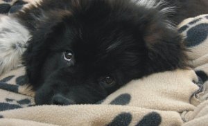 azok_a_draga_kutyaszemek_202955_24915